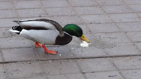 ???? ????? 1 Stock Footage 297373722