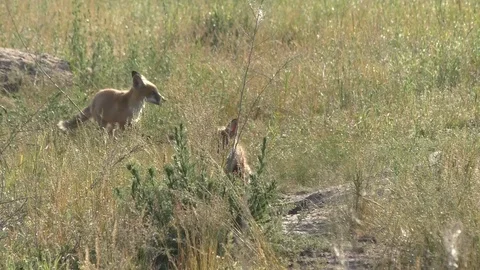 1 foxes are playing while expecting mom 2 Stock Footage 115690869