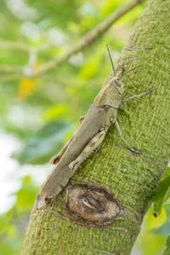 1 grasshopper sitting on a tree trunk, insect Stock Photos