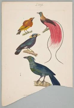 1. Java 2. Paradisier Red 3. Oranka Orange. 4.Phonygame de KÃ raudren Plan.. Photos