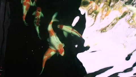 1 koi fish Stock Footage 73131971