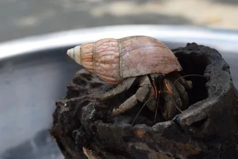 1 one hermit crab found its way home at black japanese snail shell Stock Photos