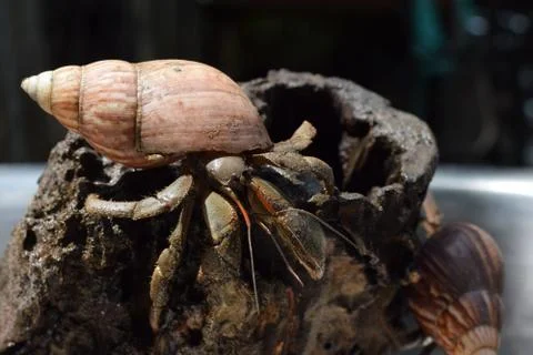 1 one hermit crab found its way home at black japanese snail shell Stock Photos
