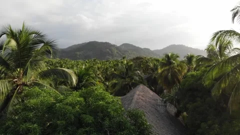 1 Palomino Stock Footage 135763754