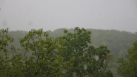 1 rack rain on trees Video stock 3880088