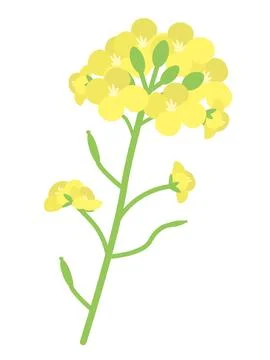 1 rape blossom. Simple flat design. Illustrazione stock