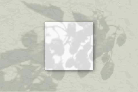 1 square sheet of white textured paper against a gray wall. Mockup overlay with Stock Illustration