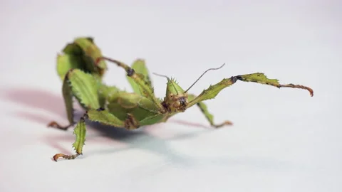 Giant Prickly Stick Insect Stock Footage ~ Royalty Free Stock Videos ...
