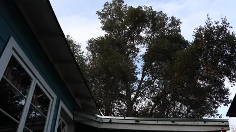 1 Suburban Sunset with Trees and Blue Skies Stock Footage 226288380