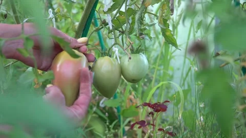 1 tomatoes on twigs, hands picking tomatoes, pink fruits, green tomatoes Stock Footage 265006033