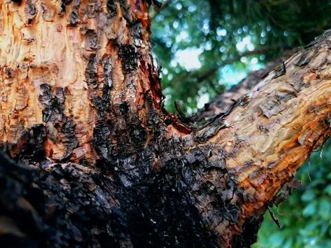 1 tree bark 스톡 사진