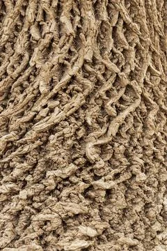 1 Tree Bark Foto stock