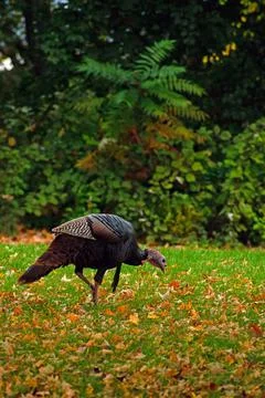1 Turkey Stock Photos