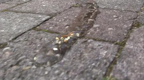 1. Water flows over the ground Stock Footage 5165520