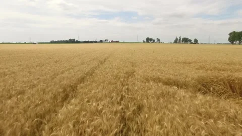 1 Wheat Flyover 1 Stock Footage 329613450