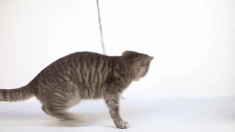 10 00511350 Stock Footage 172586044