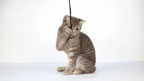 10 00517610 動画素材 172343903