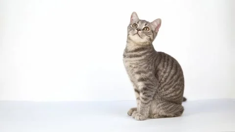 10 00526974 Video stock 172343898