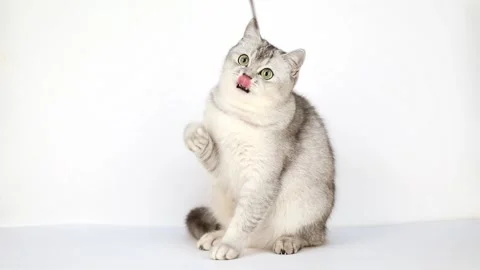 10 00527539 Video stock 172343896