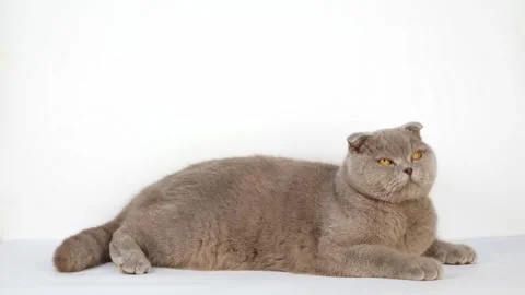 10 00534180 Stock Footage 172343897