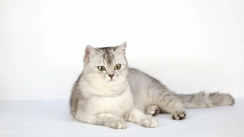 10 00543503 Stock-Footage 172586051