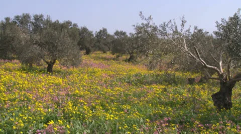 10 2 12 Olivegrove01 Stock Footage 22503381