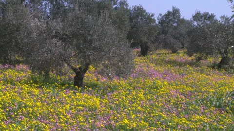 10 2 12 Olivegrove03 Stock Footage 22505050