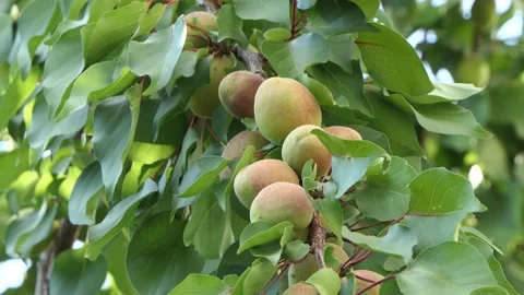 10 apricots on a straight, thin branch of an old, tall, fruit tree - Apricot. Stock Footage 133808875