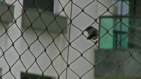 10. Bananaquit Video stock 31991149