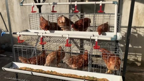 10 brown Laying Hens Inside Poultry Farm Cages Stock Footage 340961754