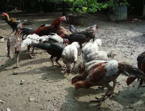 10 chicken 스톡 사진