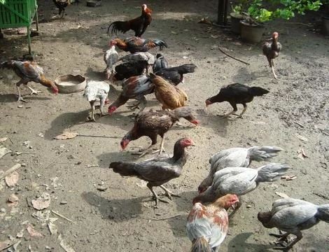 10 chicken 스톡 사진
