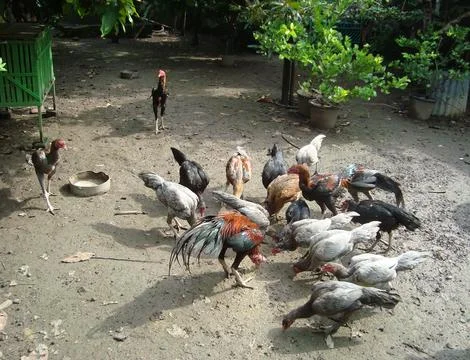 10 chicken 스톡 사진