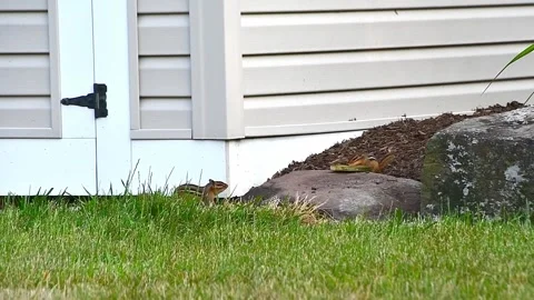 10 Chipmunks staring contest Stock Footage 243383050