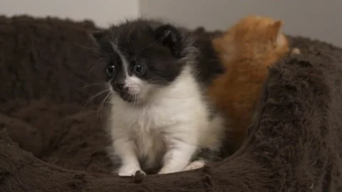 10 day old ginger kitten and brother Stock Footage 147465991