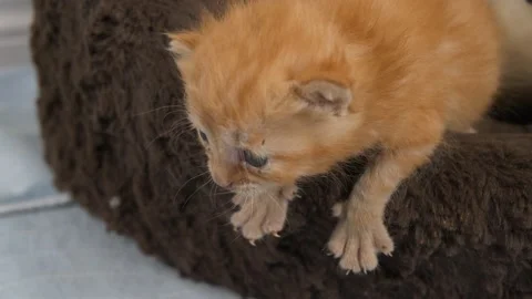 10 day old ginger kitten and brother Stock Footage 147466038