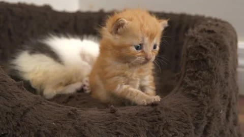10 day old ginger kitten and brother Stock Footage 147466129