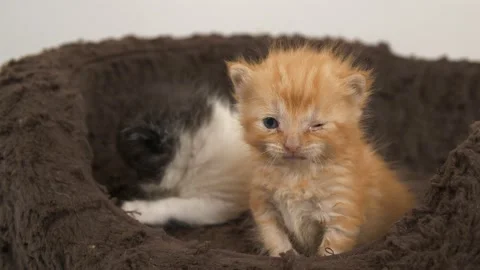 10 day old ginger kitten and brother Stock Footage 147466251