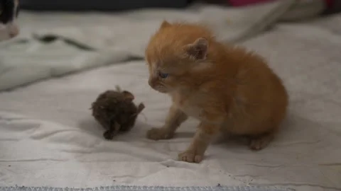 10 day old ginger kitten and brother Stock Footage 147466659