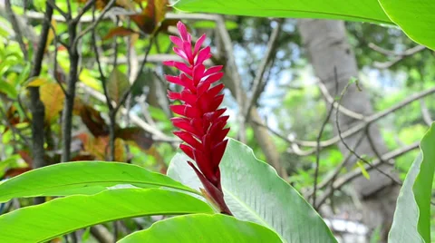 10 different clips of tropical blossoms Stock Footage 37137016