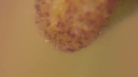 10 - Flowers Stock Footage 105282