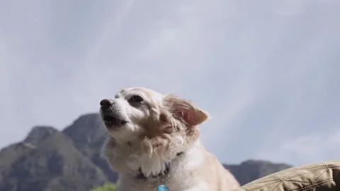 10 - Friendly small dog cream corgi chihuahua Pomeranian with beautiful back Stock Footage 250258306