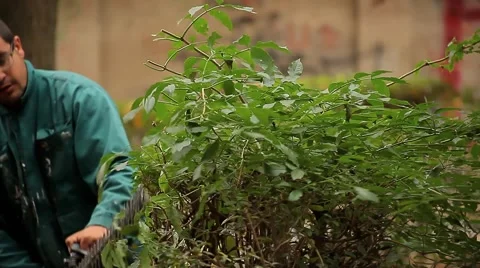 10. Gardener trimming hedge.Worker shaping bushy fence.Electric trimmer.Cutting. Stock Footage 42773503