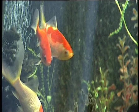 10 goldfish Stock Footage 371282