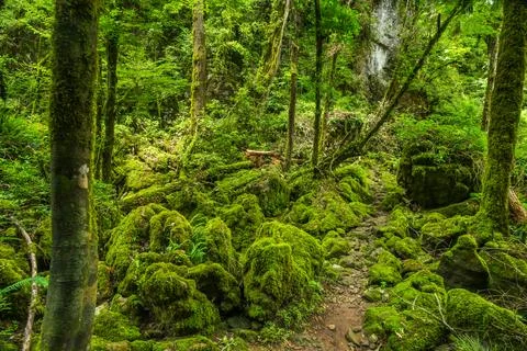 10 Green forest Stock Photos