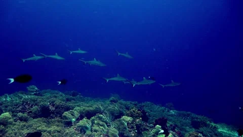 10 grey reef sharks Stock Footage 201455683