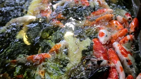 10 koi fish Stock Footage 73132014