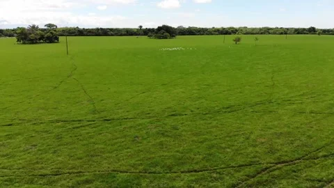 10 PLAMAS Stock Footage 136203834