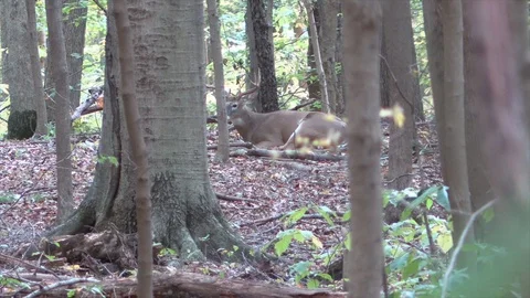 10 point buck deer bedded down in forest Stock Footage 118766282
