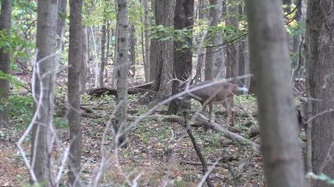 10 point buck deer in forest zoom in Stock Footage 118766571